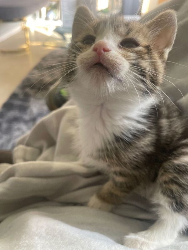 Kitten - Image 3 of 4