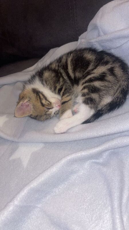 Kitten - Image 4 of 4