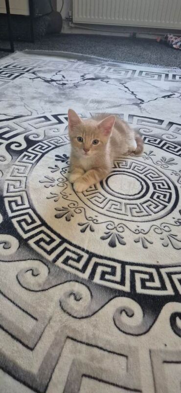 British Shorthair Kittens For Sale