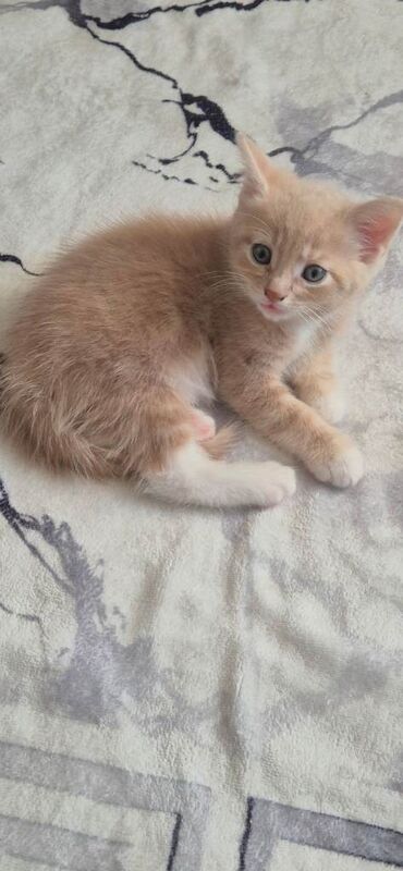 Kitten - Image 2 of 3