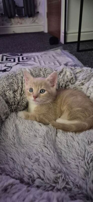 Kitten - Image 3 of 3