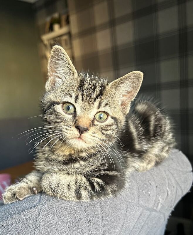 Kitten 8 weeks old for sale in Great Yarmouth, Norfolk