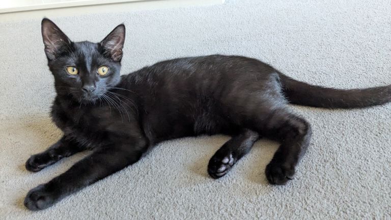 Kitten black short hair male