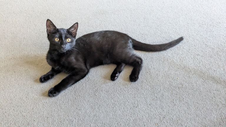 Kitten black short hair male - Image 2 of 3