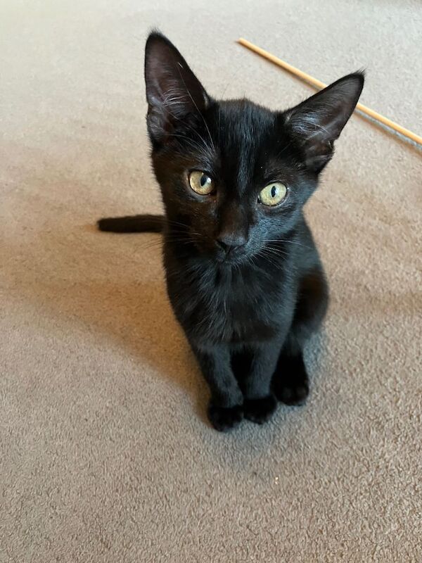 Kitten black short hair male - Image 3 of 3