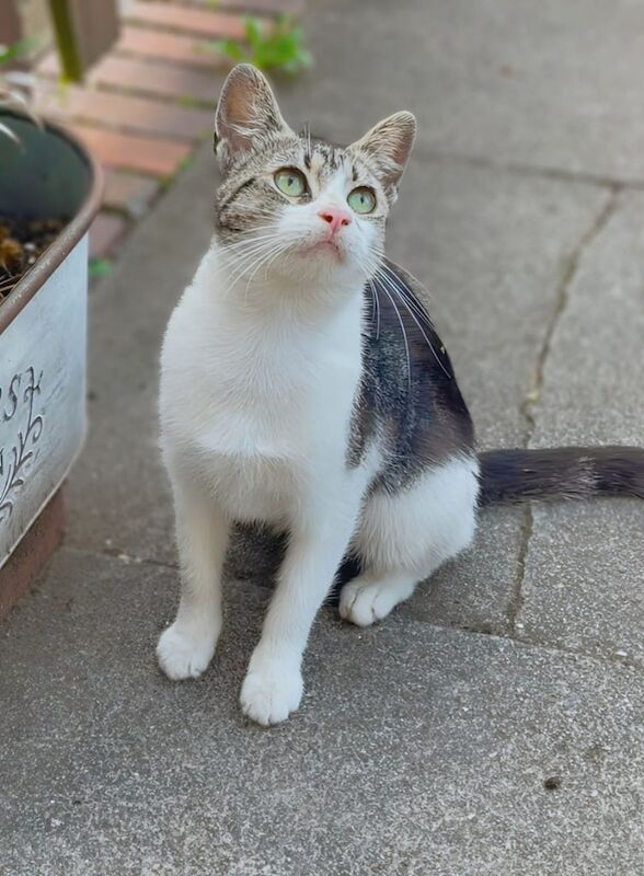 British Shorthair kittens for sale in Small Heath, West Midlands – 7 months old