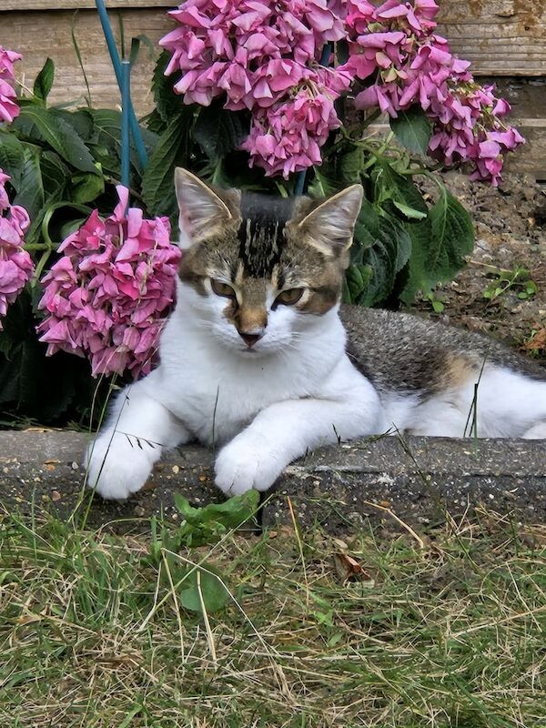 British Shorthair kittens for sale in Twickenham, Greater London – 6 months old