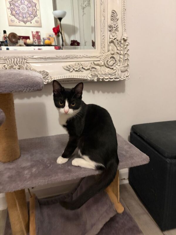 British Shorthair kittens for sale in East Acton, Greater London – 5 months old