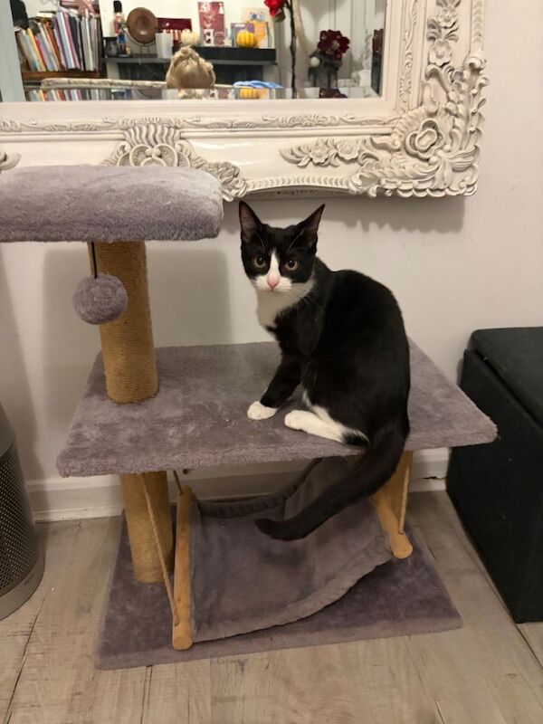 British Shorthair kittens for sale in East Acton, Greater London – 5 months old - Image 2 of 2