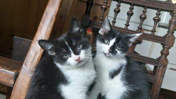 British Shorthair kittens for sale in Chiswick, Greater London – 10 weeks old