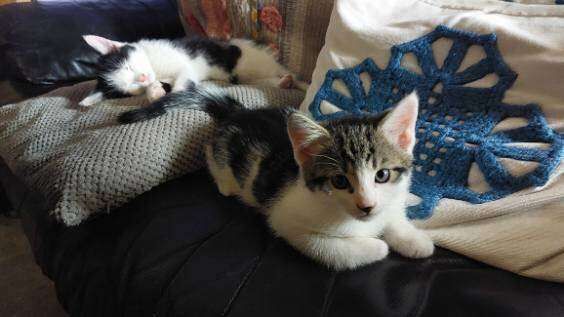 British Shorthair kittens for sale in Chiswick, London – 3 months old - Image 2 of 5