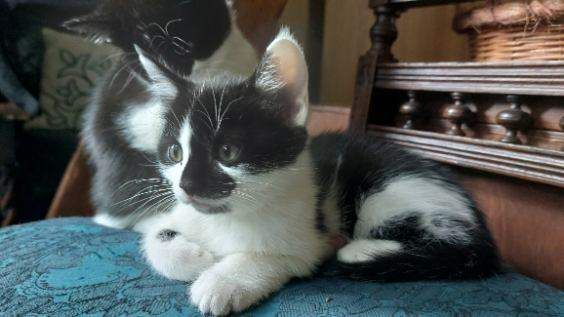 British Shorthair kittens for sale in Chiswick, London – 3 months old - Image 4 of 5