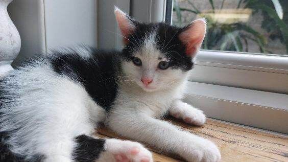 British Shorthair kittens for sale in Chiswick, London – 3 months old - Image 5 of 5