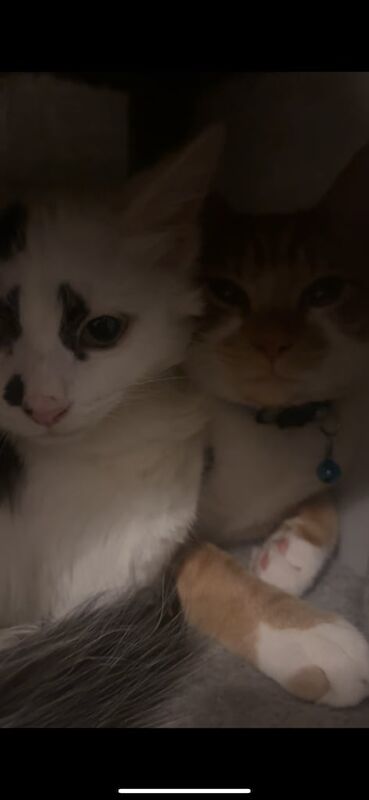 British Shorthair kittens for sale in Queen's Park, Greater London – 3 months old