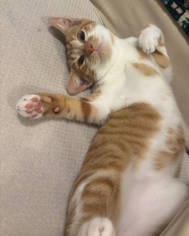 British Shorthair kittens for sale in Queen's Park, Greater London – 3 months old - Image 2 of 5