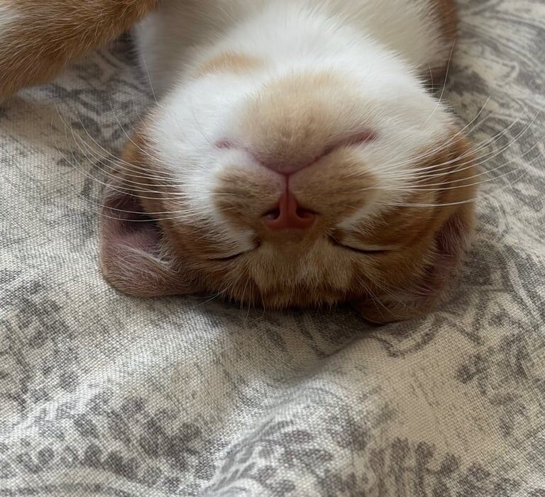 British Shorthair kittens for sale in Queen's Park, Greater London – 3 months old - Image 3 of 5