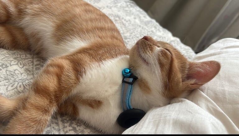 British Shorthair kittens for sale in Queen's Park, Greater London – 3 months old - Image 4 of 5