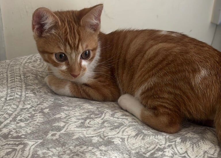 British Shorthair kittens for sale in Queen's Park, Greater London – 3 months old - Image 5 of 5