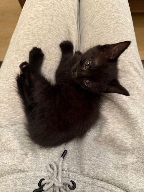Kitten for rehoming - Image 2 of 3