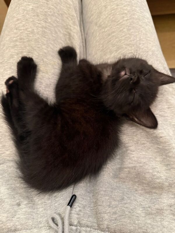 Kitten for rehoming - Image 3 of 3