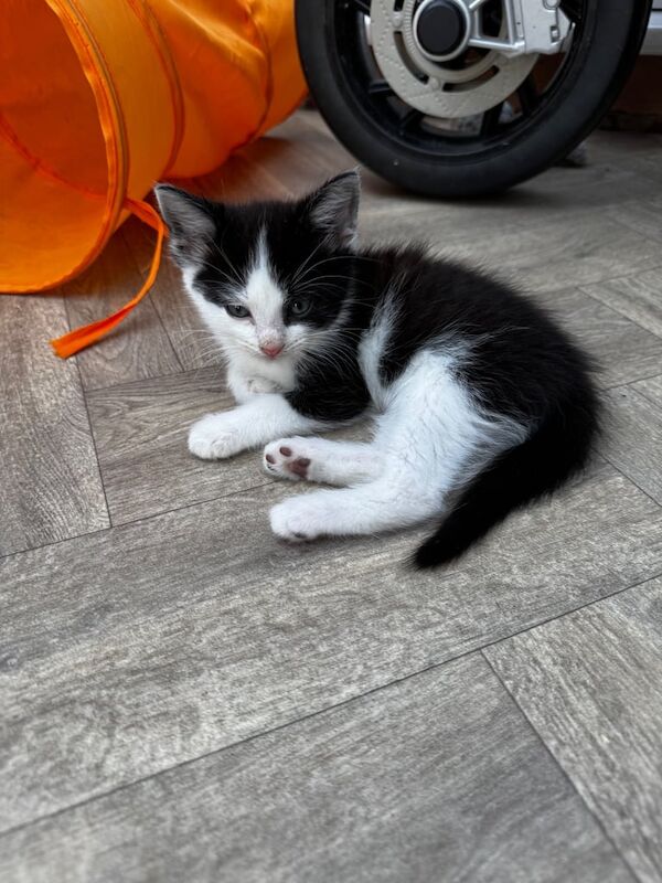Kitten for sale in Willenhall, West Midlands