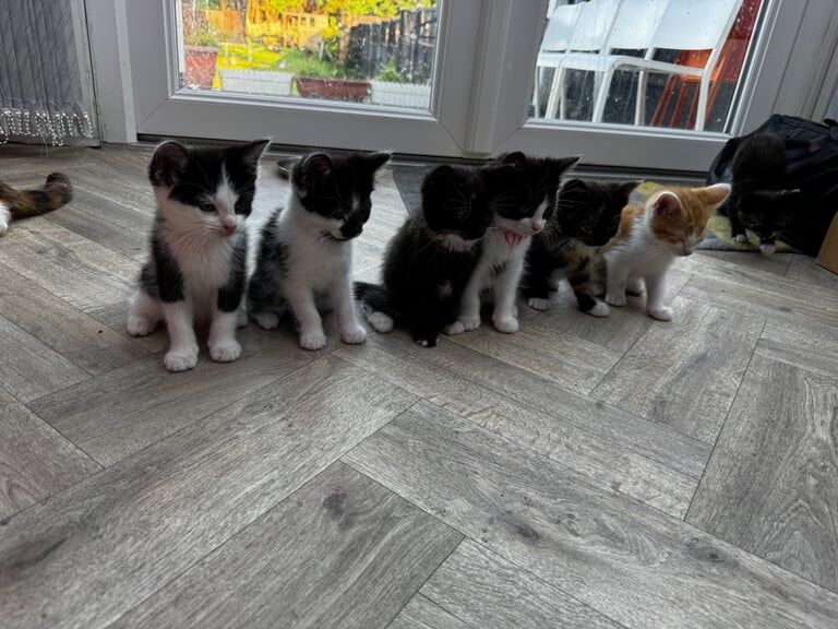 Kitten for sale in Willenhall, West Midlands | Image 2