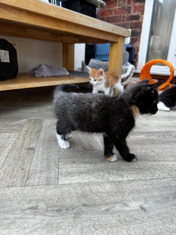 Kitten for sale in Willenhall, West Midlands | Image 3