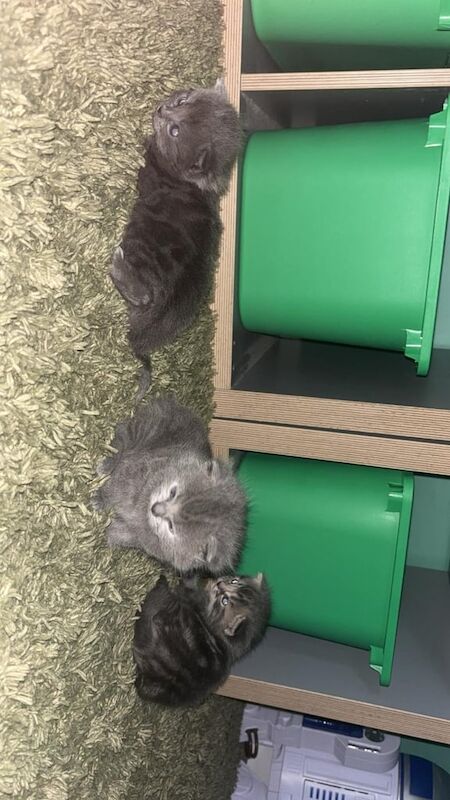 Kitten for sale in Islington, Greater London