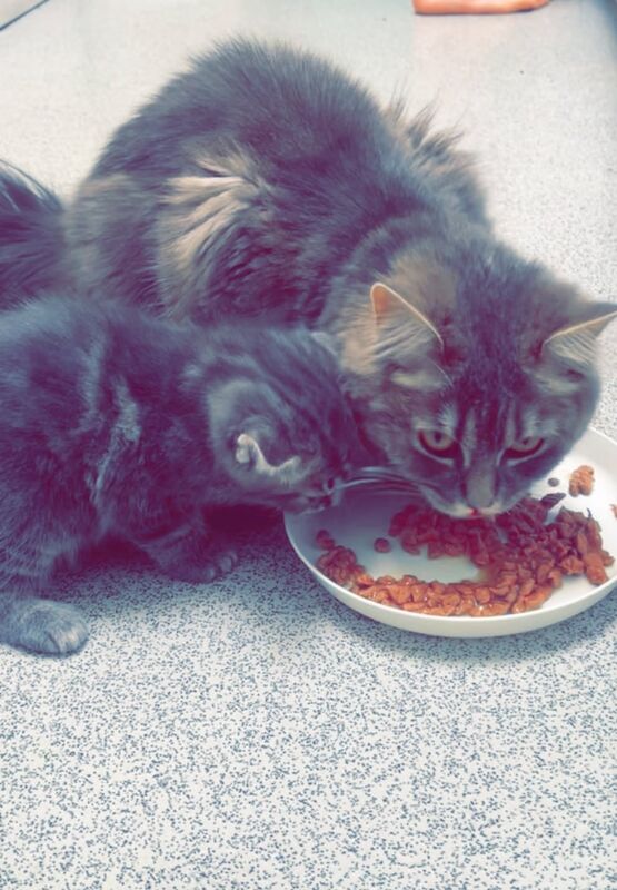 Kitten for sale in Islington, Greater London | Image 3