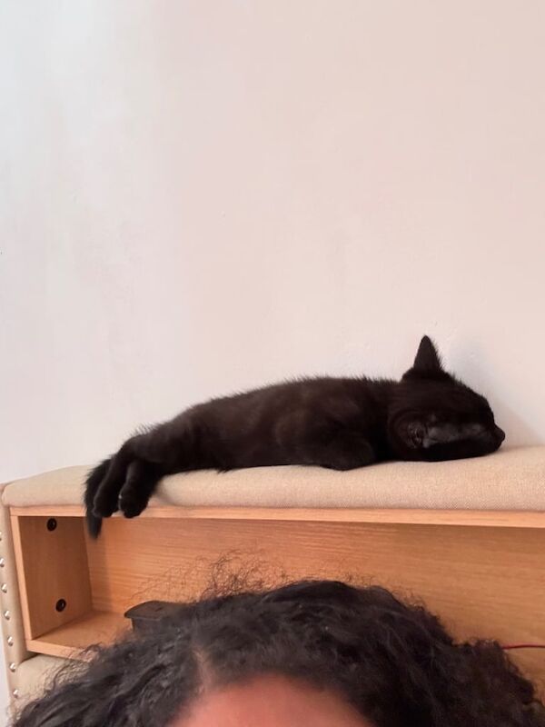 British Shorthair kittens for sale in Islington, Greater London – 11 weeks old