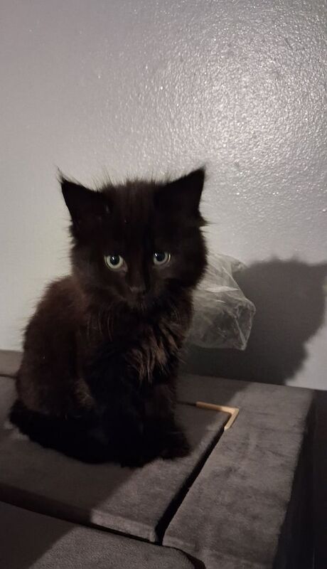 British Shorthair kittens for sale in Walsall, West Midlands – 8 weeks old