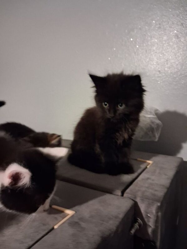 British Shorthair kittens for sale in Walsall, West Midlands – 8 weeks old - Image 2 of 3