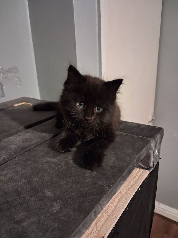 British Shorthair kittens for sale in Walsall, West Midlands – 8 weeks old - Image 3 of 3