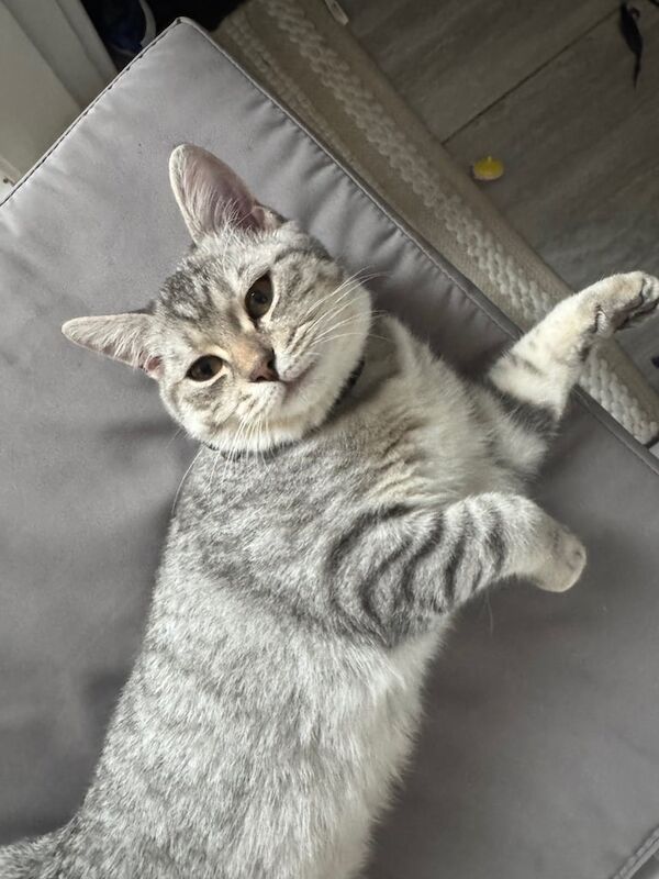 British Shorthair kittens for sale in Askern, South Yorkshire – 4 months old