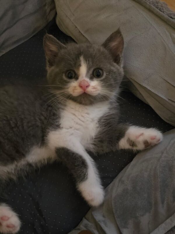 British Shorthair kittens for sale in Walthamstow, Greater London – 9 weeks old