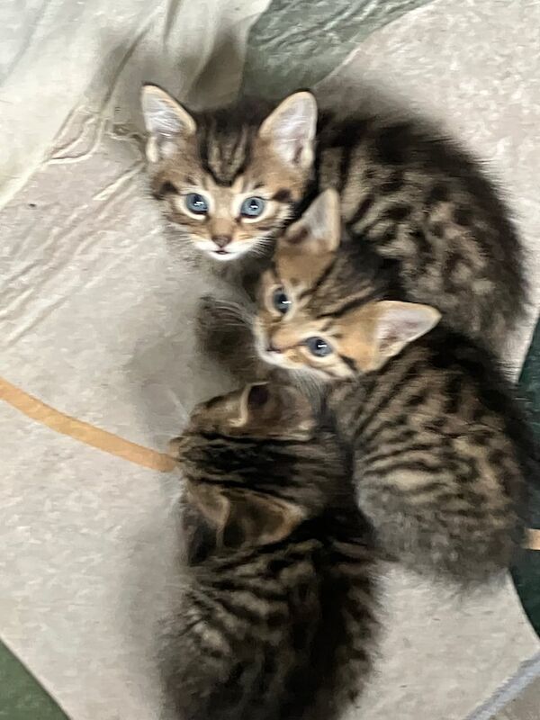 British Shorthair kittens for sale in Gateshead, Tyne and Wear – 8 weeks old