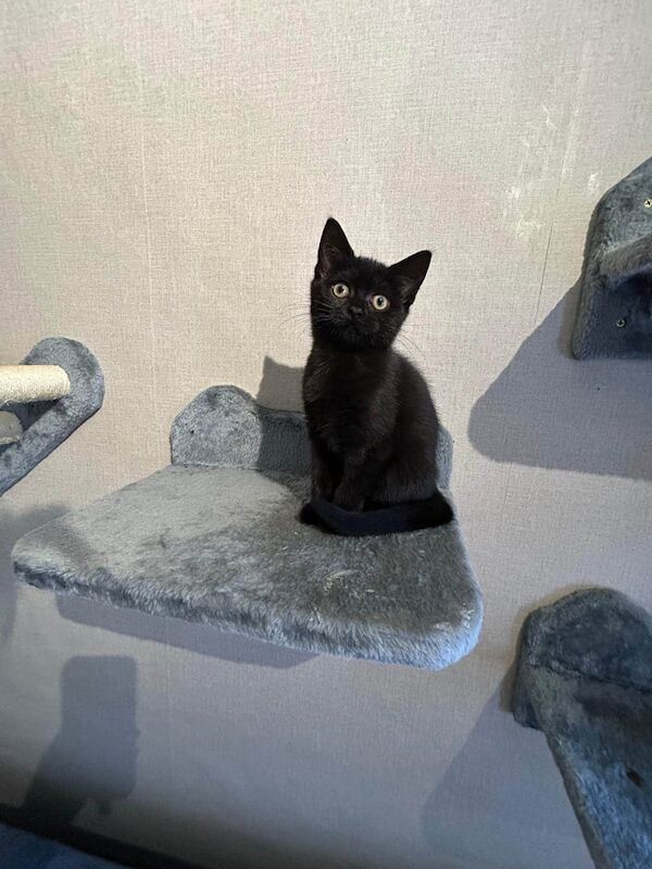 British Shorthair kittens for sale in Bexley, Greater London – 11 weeks old