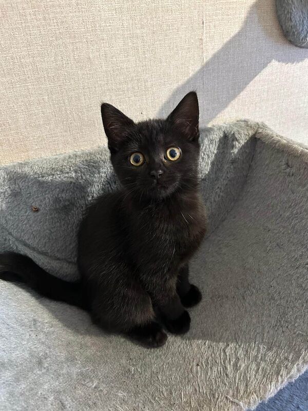 British Shorthair kittens for sale in Bexley, Greater London – 11 weeks old - Image 2 of 3