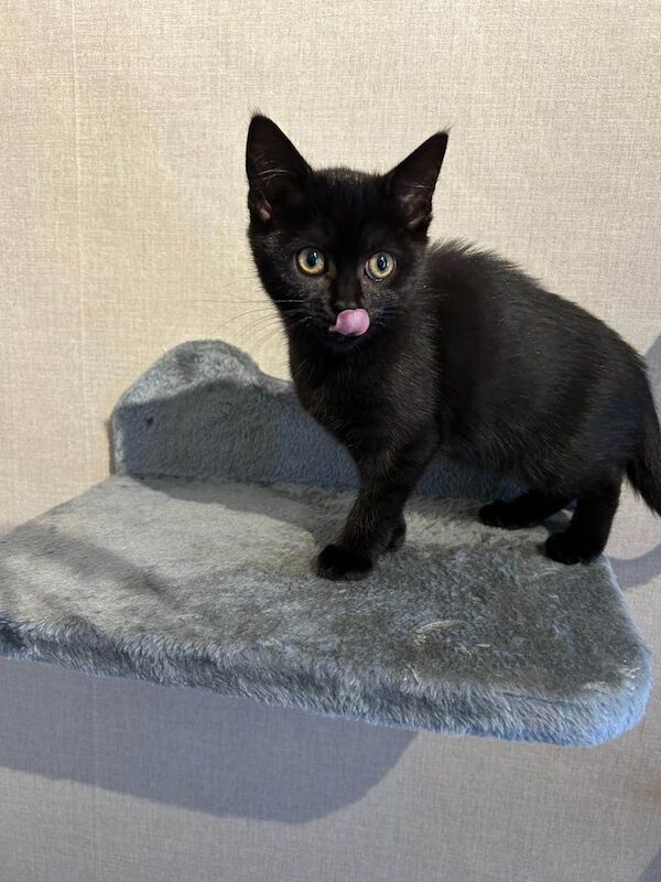 British Shorthair kittens for sale in Bexley, Greater London – 11 weeks old - Image 3 of 3
