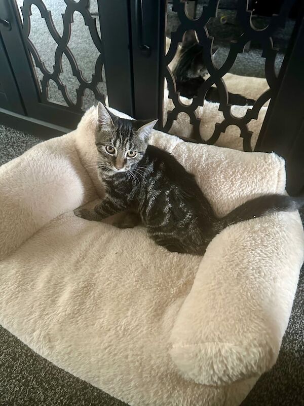 British Shorthair kittens for sale in Bletchley, Buckinghamshire – 3 months old