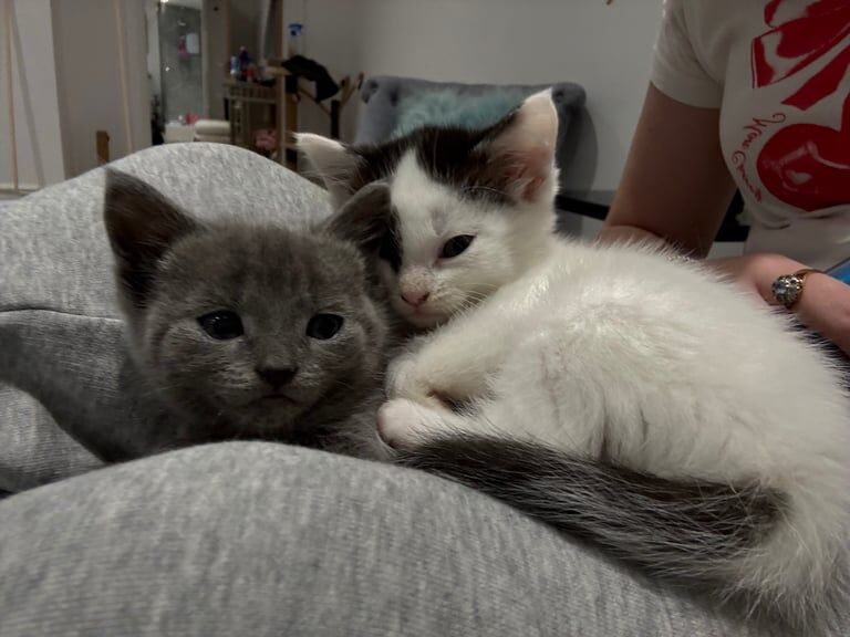 British Shorthair kittens for sale in Englefield Green, Surrey – 9 weeks old - Image 2 of 4