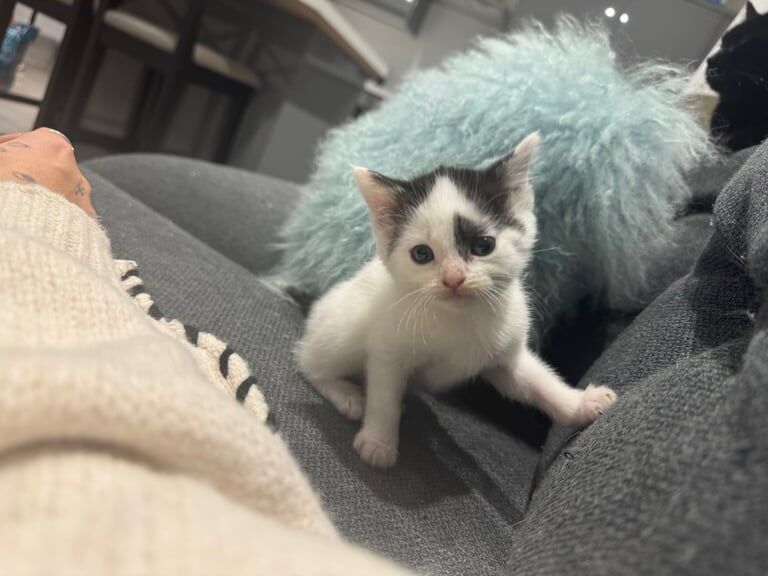 British Shorthair kittens for sale in Englefield Green, Surrey – 9 weeks old - Image 3 of 4