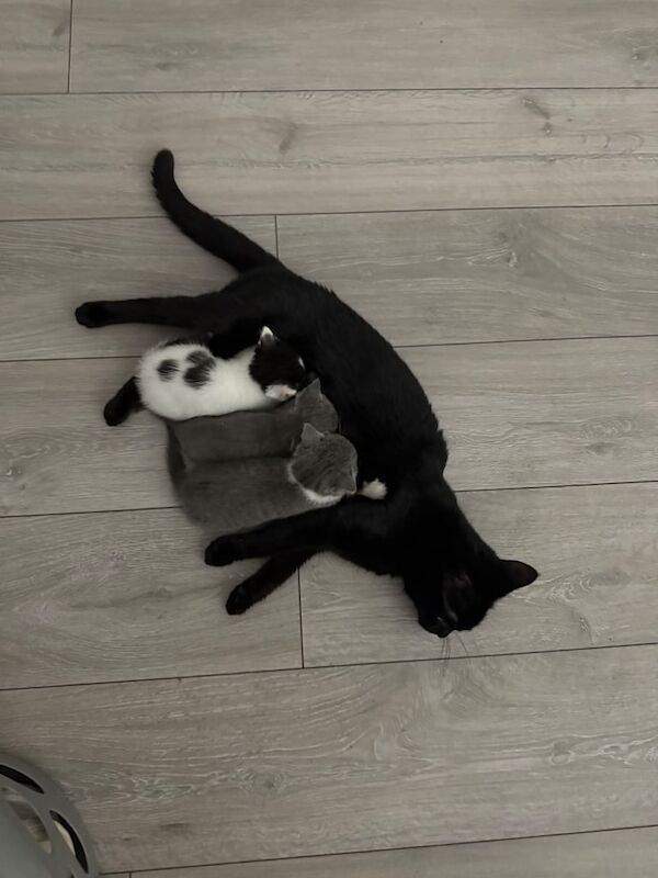 British Shorthair kittens for sale in Englefield Green, Surrey – 9 weeks old - Image 4 of 4