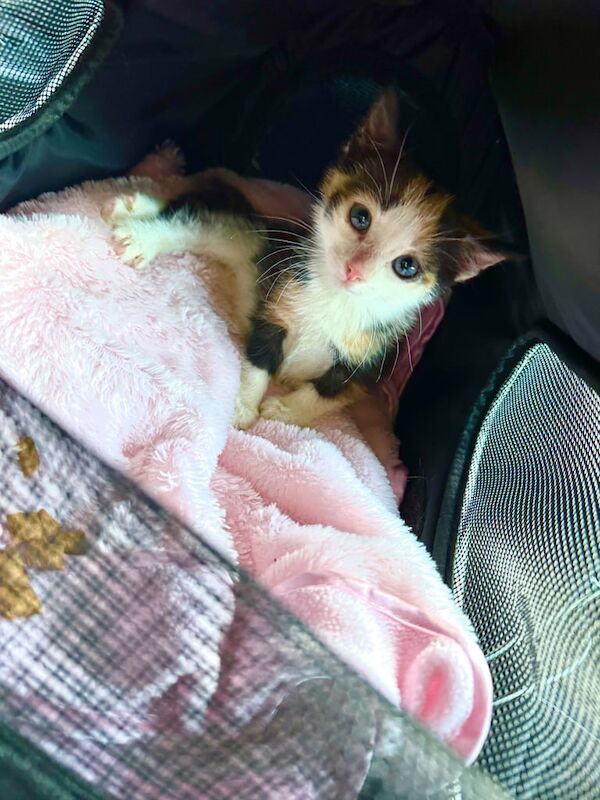 British Shorthair kittens for sale in Workington, Cumbria – 8 weeks old