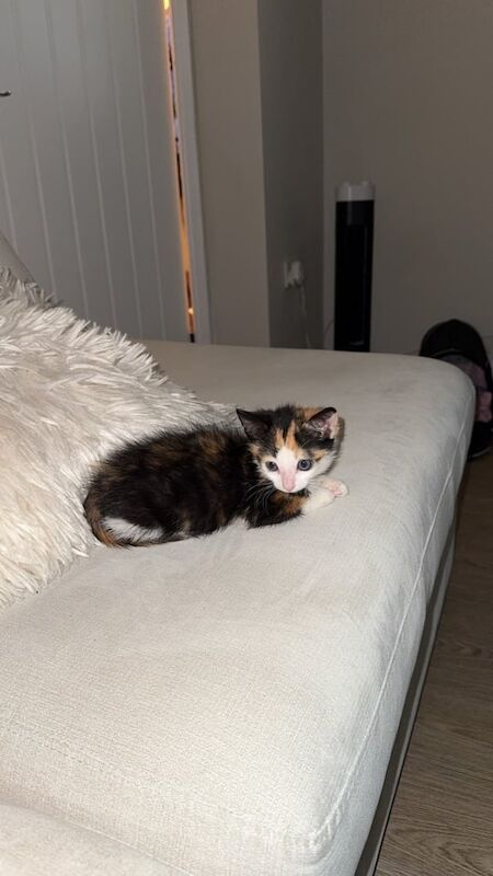 British Shorthair kittens for sale in Workington, Cumbria – 8 weeks old - Image 2 of 3