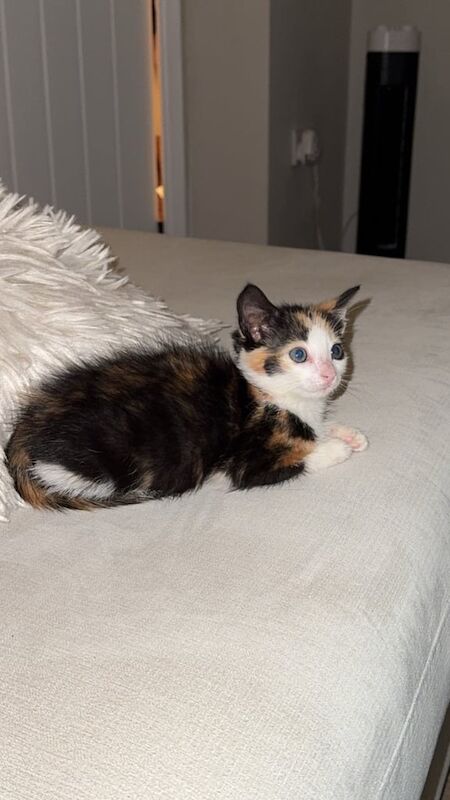 British Shorthair kittens for sale in Workington, Cumbria – 8 weeks old - Image 3 of 3