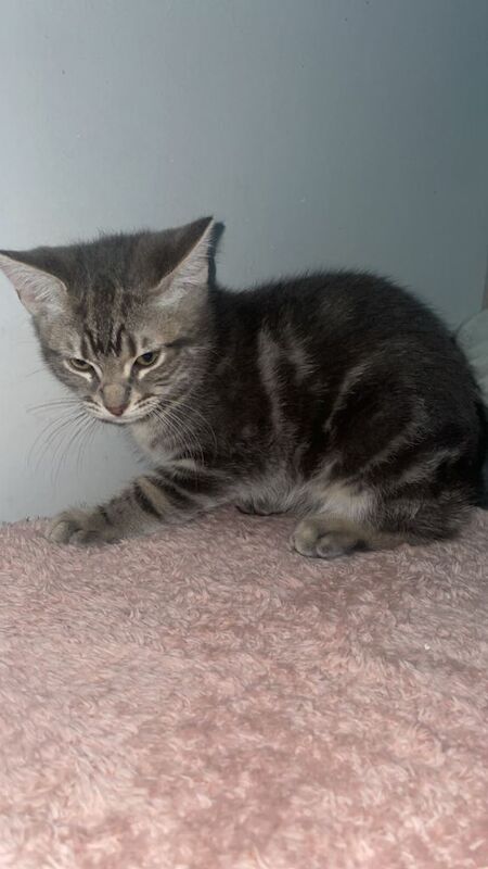 British Shorthair kittens for sale in Rochdale, Greater Manchester – 3 months old