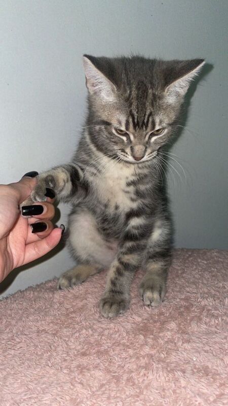 British Shorthair kittens for sale in Rochdale, Manchester – 4 months old - Image 2 of 2