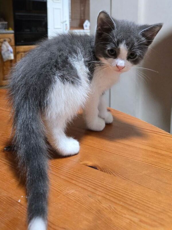 British Shorthair kittens for sale in Middlesbrough, North Yorkshire – 8 weeks old