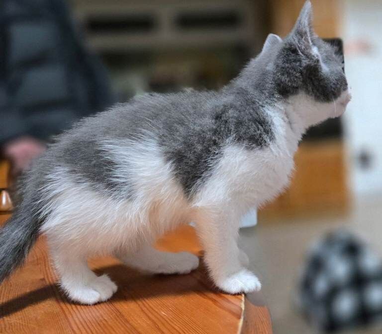 British Shorthair kittens for sale in Middlesbrough, North Yorkshire β 10 weeks old - Image 2 of 3
